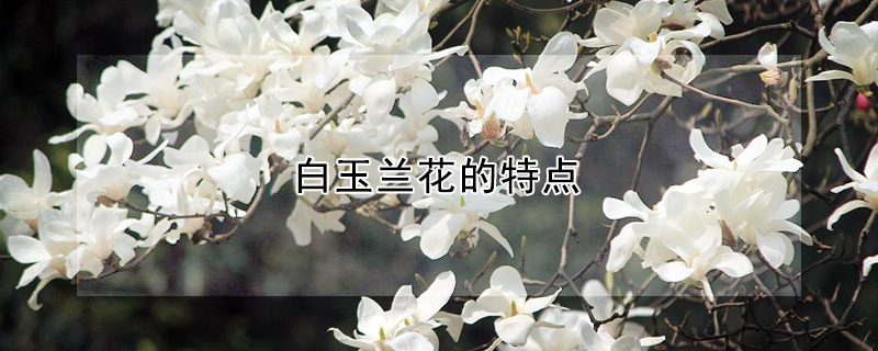 白玉兰花的特点