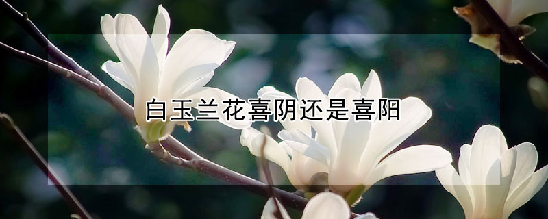 白玉兰花喜阴还是喜阳