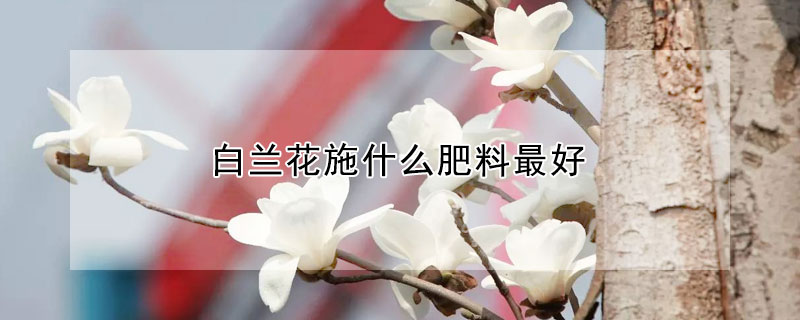 白兰花施什么肥料最好