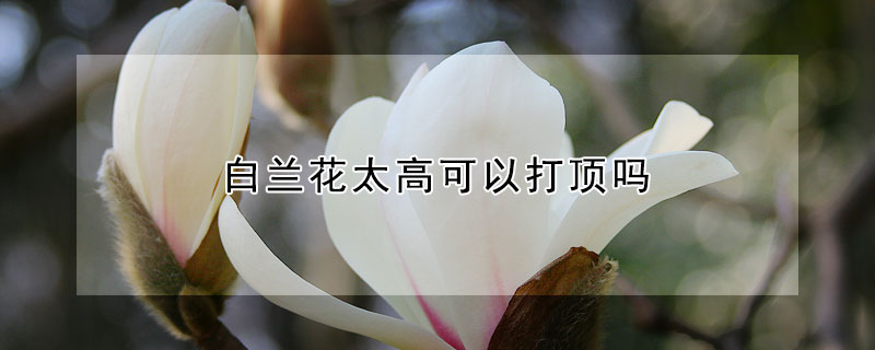 白兰花太高可以打顶吗