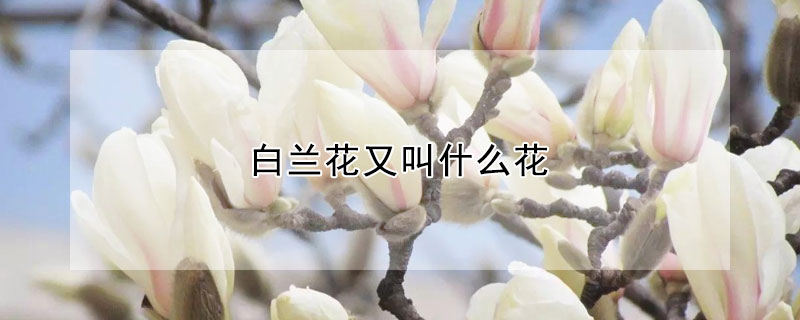 白兰花又叫什么花