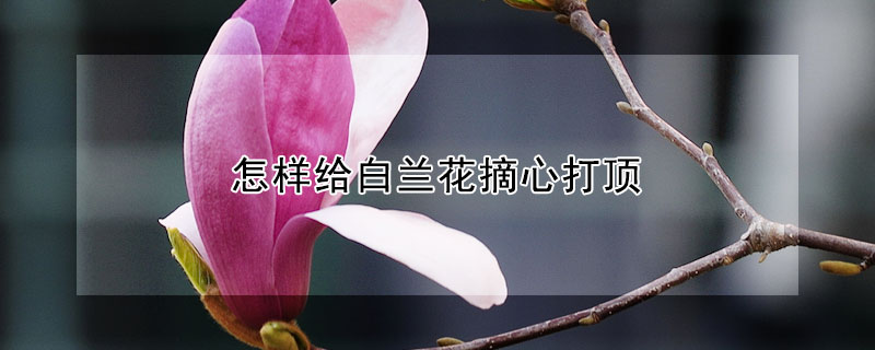 怎样给白兰花摘心打顶