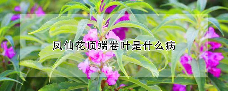 凤仙花顶端卷叶是什么病