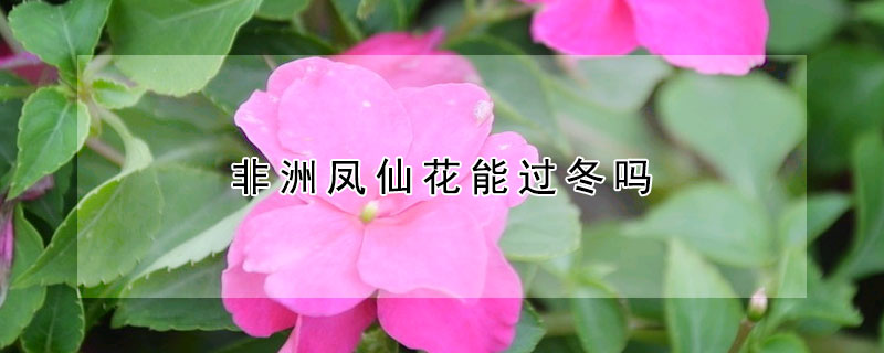 非洲凤仙花能过冬吗