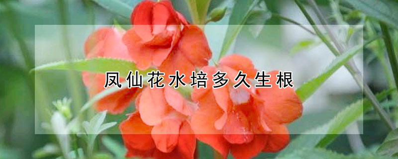 凤仙花水培多久生根