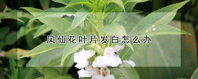 凤仙花叶片发白怎么办