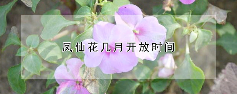 凤仙花几月开放时间