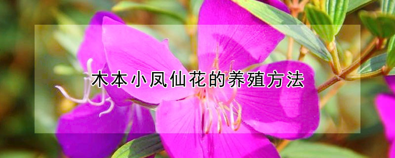 木本小凤仙花的养殖方法