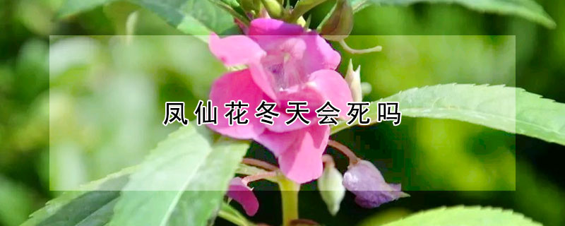 凤仙花冬天会死吗