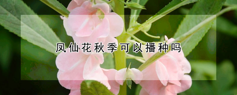 凤仙花秋季可以播种吗