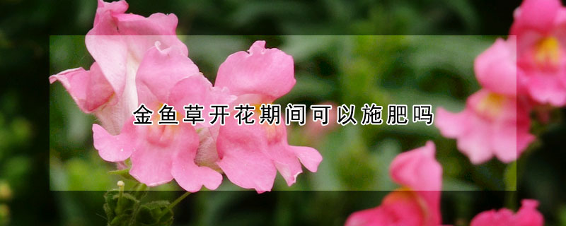 金鱼草开花期间可以施肥吗