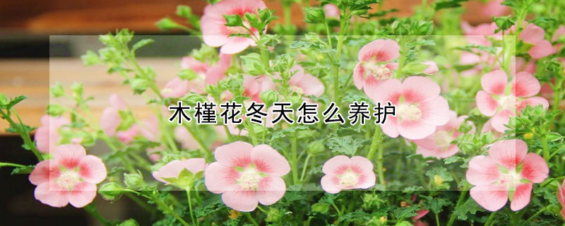 木槿花冬天怎么养护