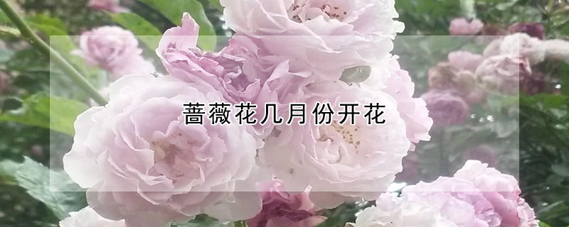 蔷薇花几月份开花