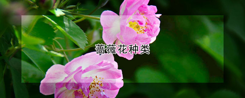 蔷薇花种类