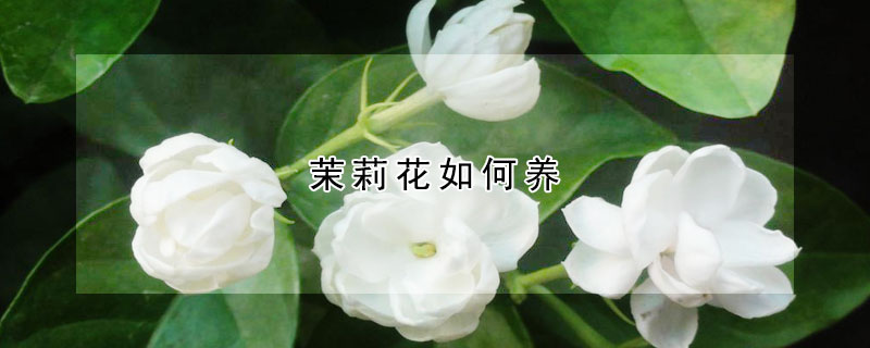 茉莉花如何养