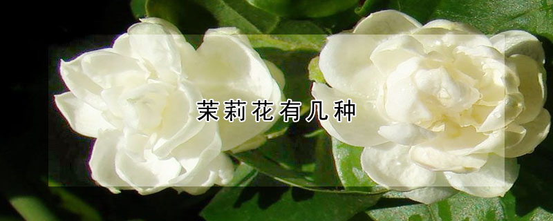 茉莉花有几种