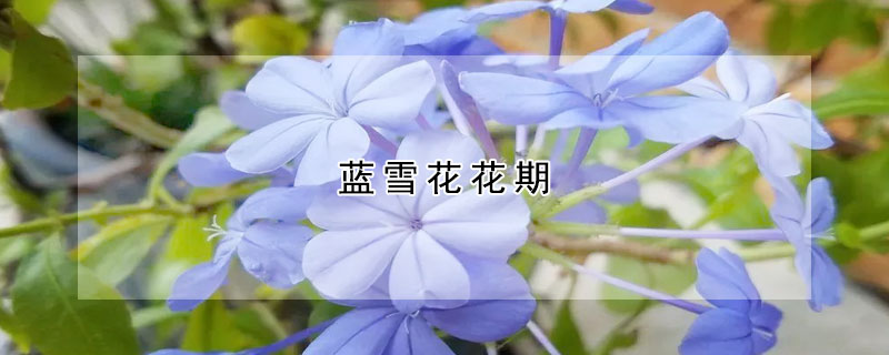 蓝雪花花期