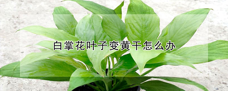 白掌花叶子变黄干怎么办