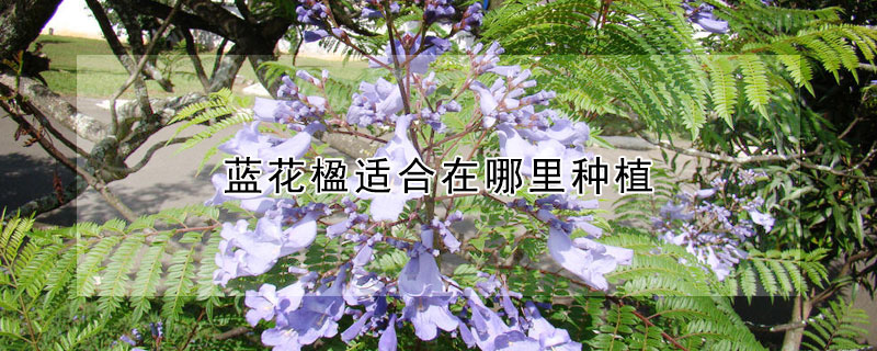 蓝花楹适合在哪里种植