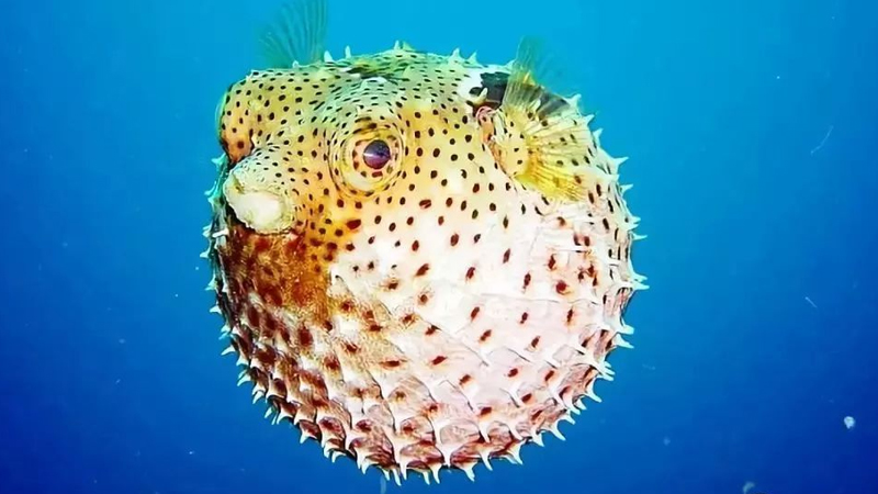 河豚鱼种类