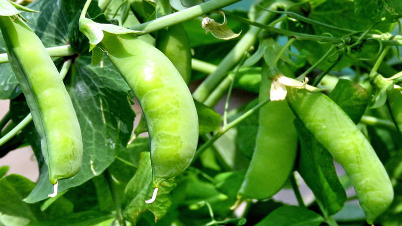 豌豆、黄豆、蚕豆的区别
