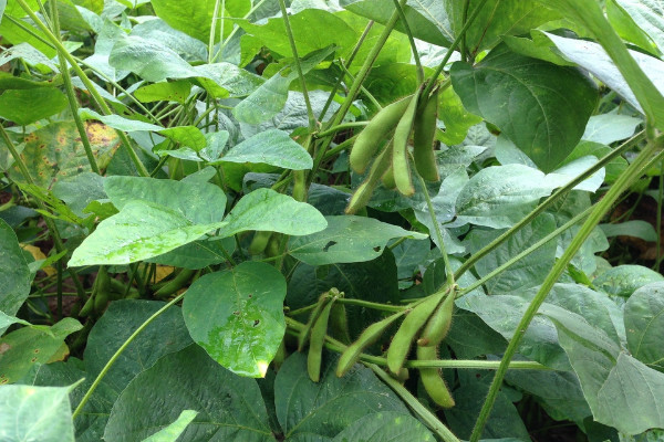 豌豆、黄豆、蚕豆的区别