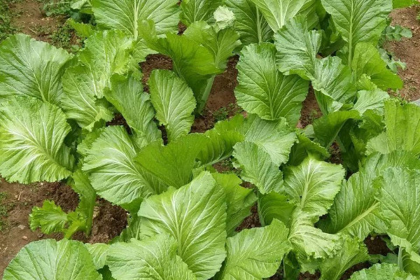 芥菜种植时间和方法