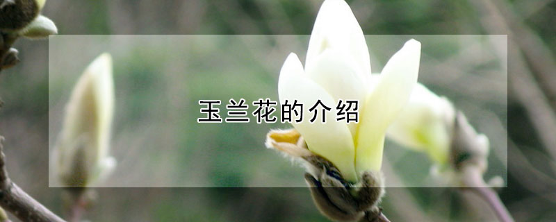 玉兰花的介绍