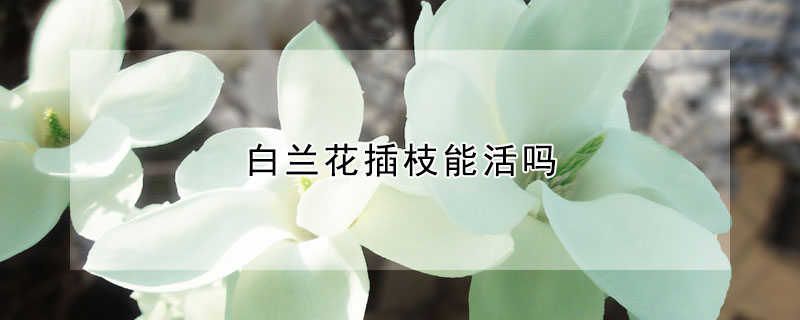 白兰花插枝能活吗