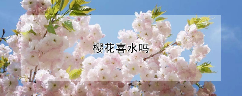 樱花喜水吗