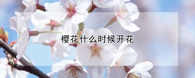 樱花什么时候开花