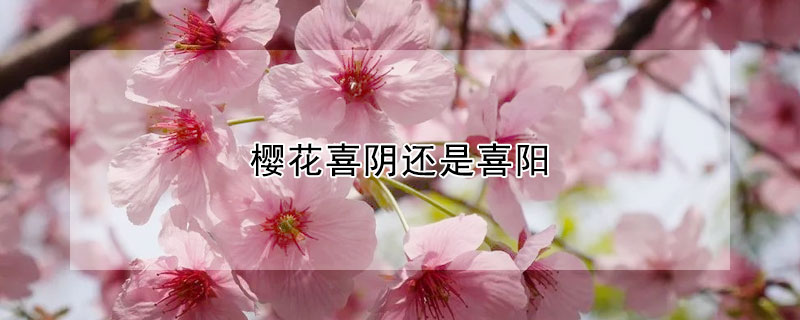 樱花喜阴还是喜阳