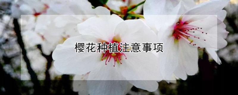 樱花种植注意事项