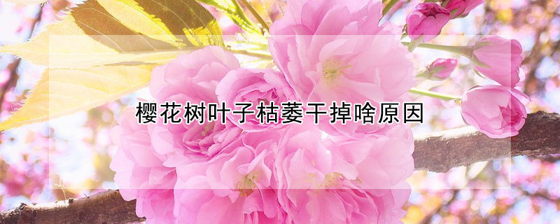 樱花树叶子枯萎干掉啥原因