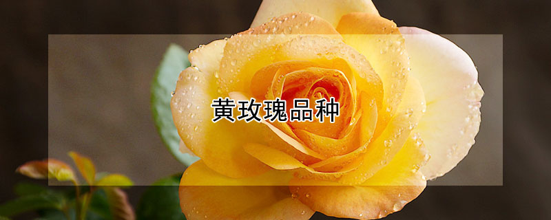 黄玫瑰品种