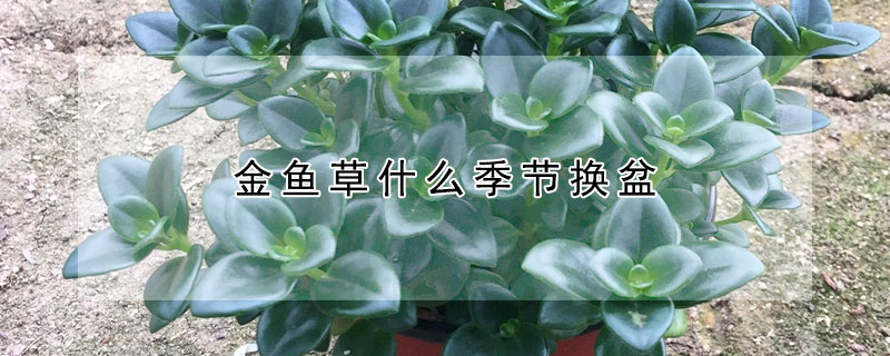 金鱼草什么季节换盆