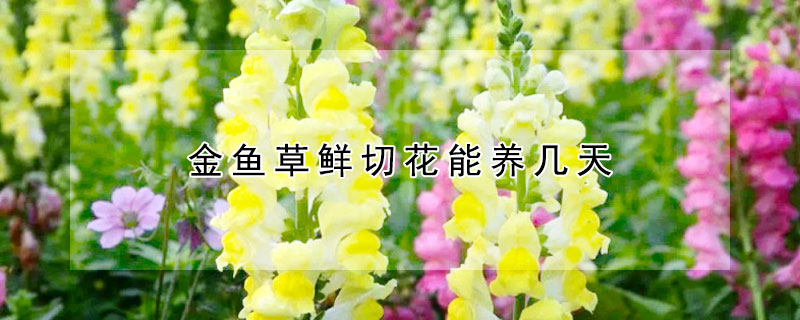 金鱼草鲜切花能养几天