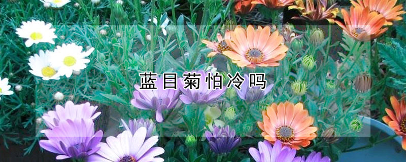 蓝目菊怕冷吗