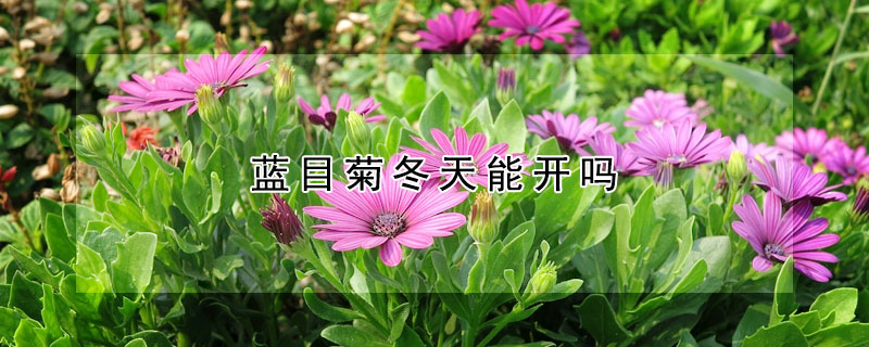 蓝目菊冬天能开吗