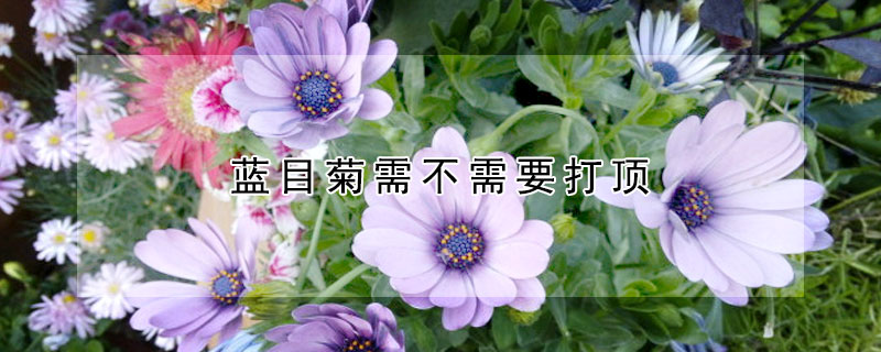 蓝目菊需不需要打顶