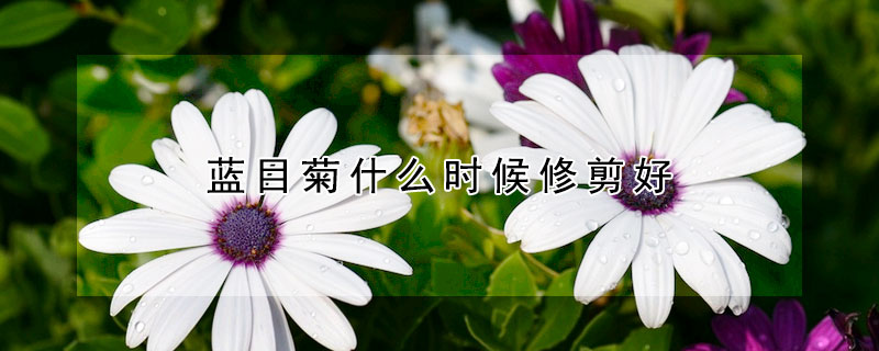 蓝目菊什么时候修剪好