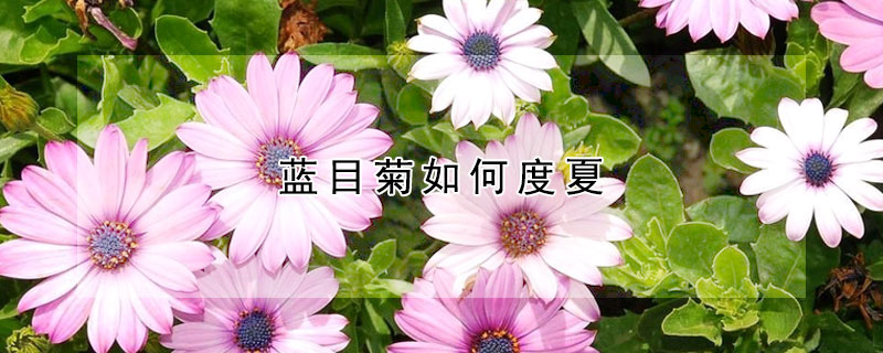 蓝目菊如何度夏