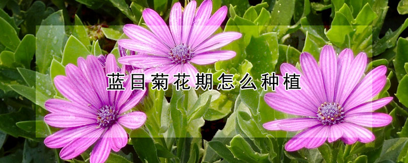 蓝目菊花期怎么种植