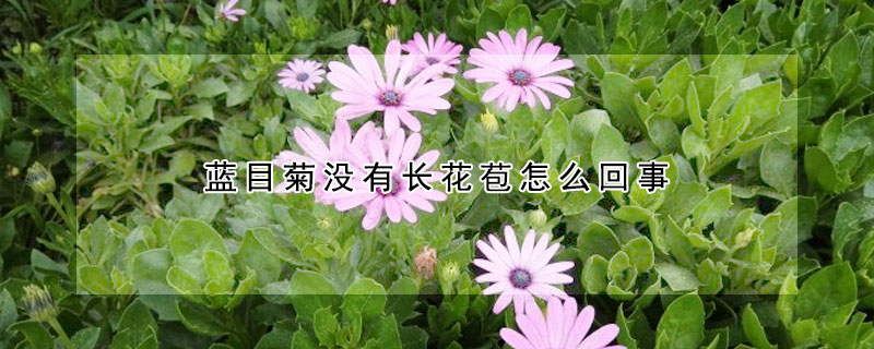 蓝目菊没有长花苞怎么回事