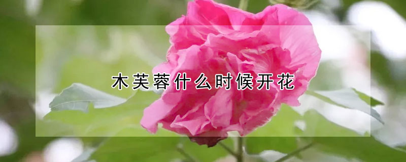 木芙蓉什么时候开花