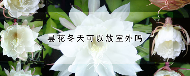 昙花冬天可以放室外吗