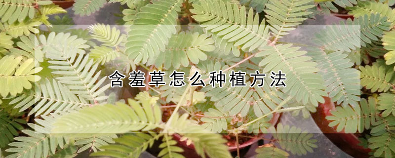 含羞草怎么种植方法