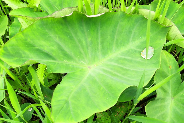 芋头种植时间和方法