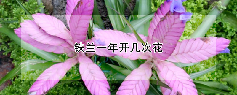 铁兰一年开几次花