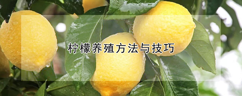 柠檬养殖方法与技巧